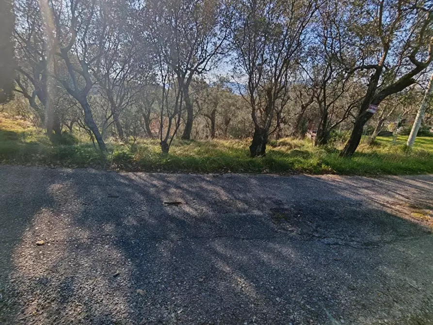 Immagine 11 di Terreno agricolo in vendita  a Sarzana