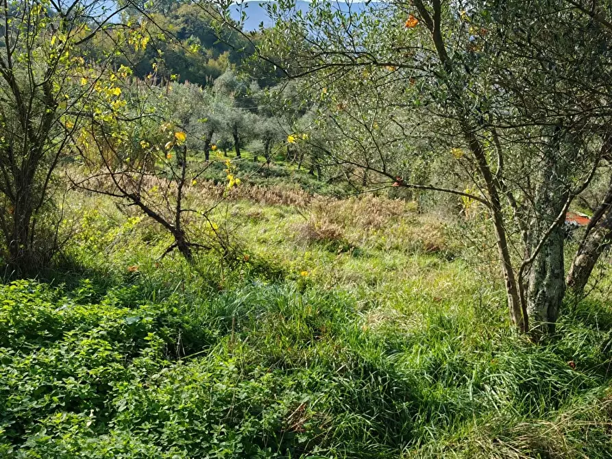 Immagine 15 di Terreno agricolo in vendita  a Sarzana