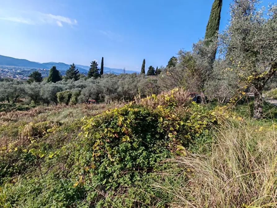 Immagine 20 di Terreno agricolo in vendita  a Sarzana