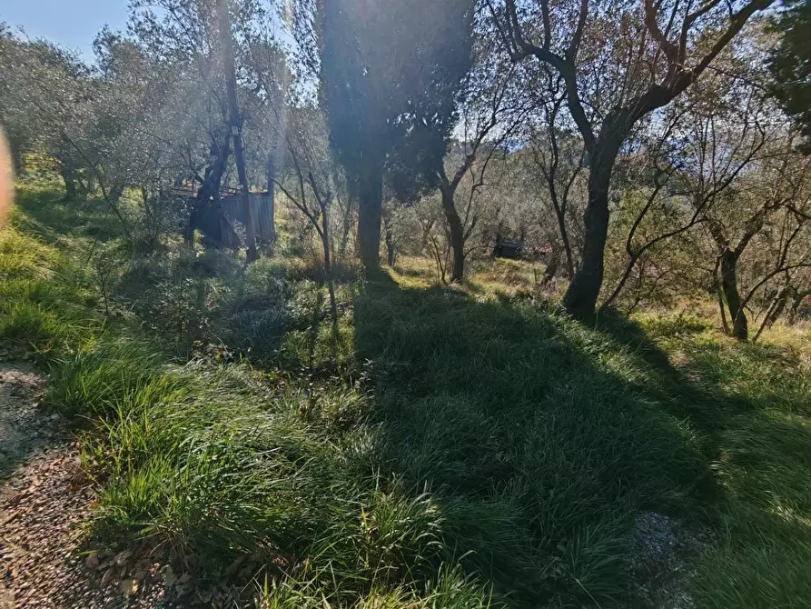 Immagine 12 di Terreno agricolo in vendita  a Sarzana