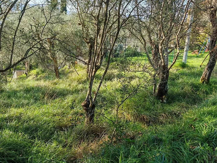 Immagine 17 di Terreno agricolo in vendita  a Sarzana