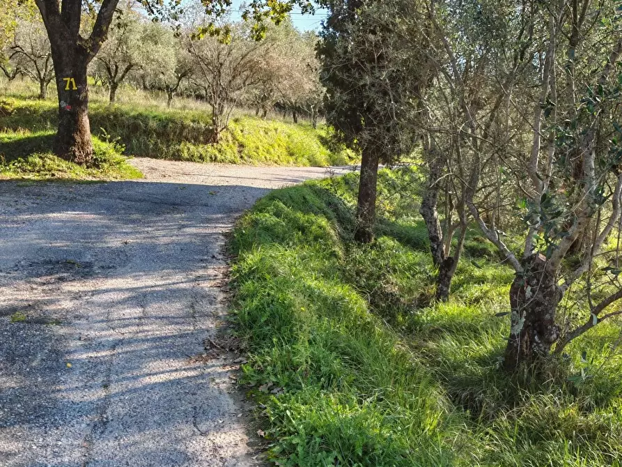 Immagine 21 di Terreno agricolo in vendita  a Sarzana