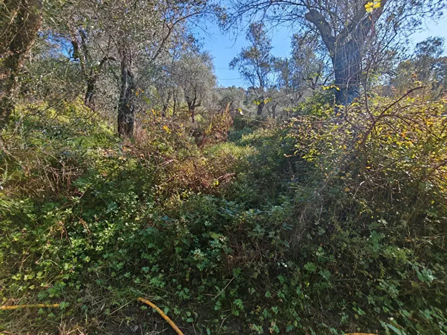 Immagine 22 di Terreno agricolo in vendita  a Sarzana