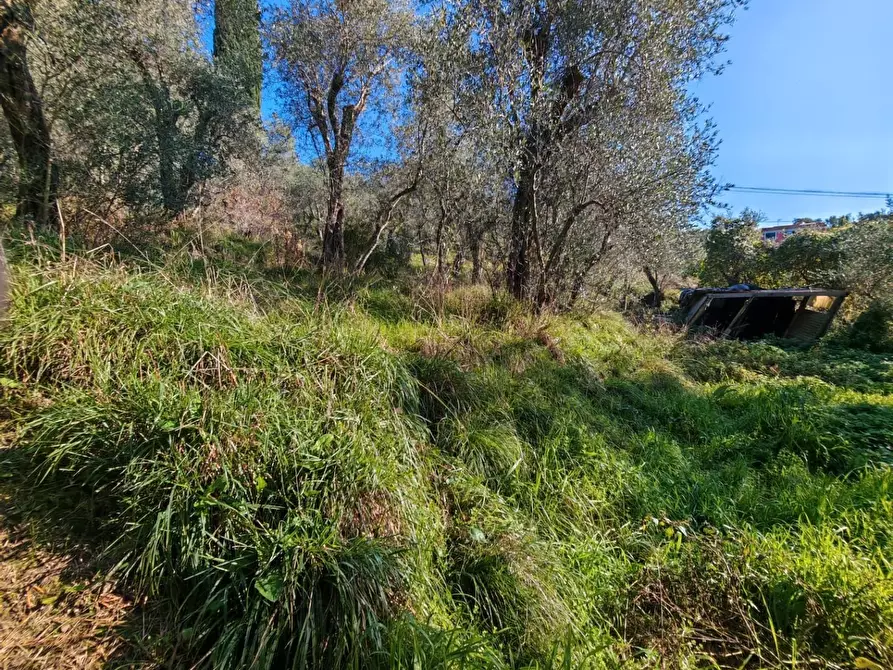 Immagine 27 di Terreno agricolo in vendita  a Sarzana