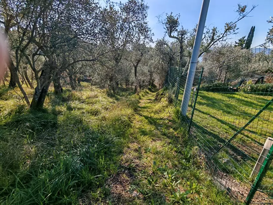 Immagine 10 di Terreno agricolo in vendita  a Sarzana