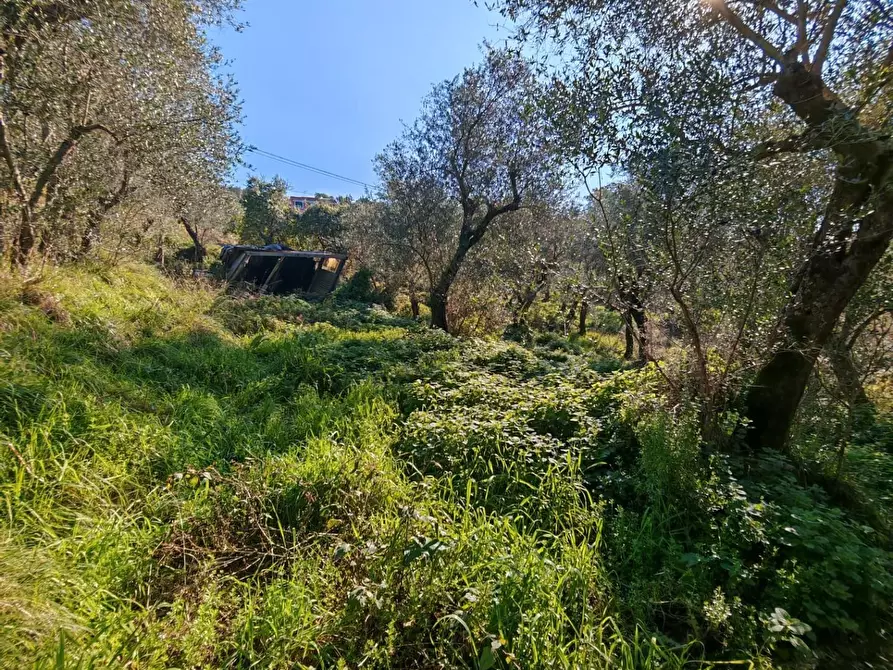 Immagine 26 di Terreno agricolo in vendita  a Sarzana