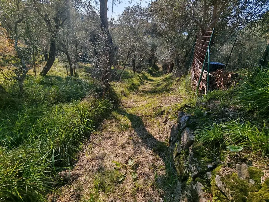 Immagine 6 di Terreno agricolo in vendita  a Sarzana