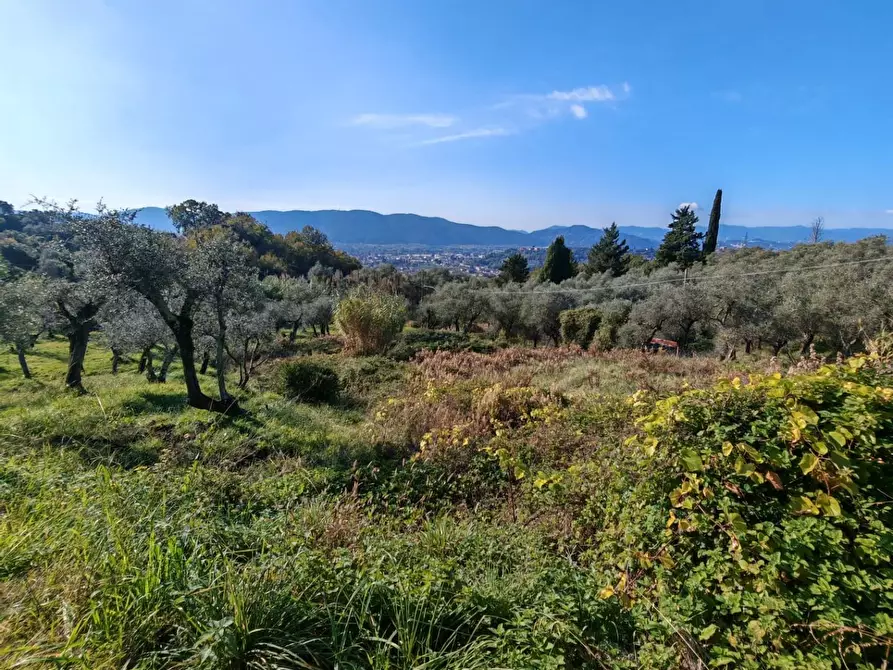 Immagine 19 di Terreno agricolo in vendita  a Sarzana