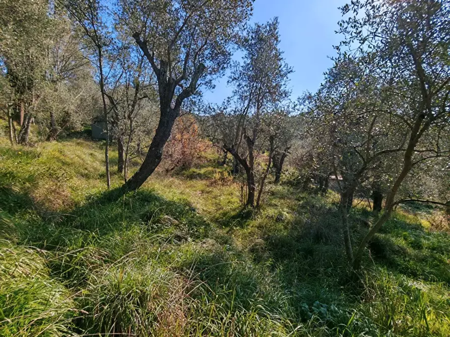 Immagine 9 di Terreno agricolo in vendita  a Sarzana