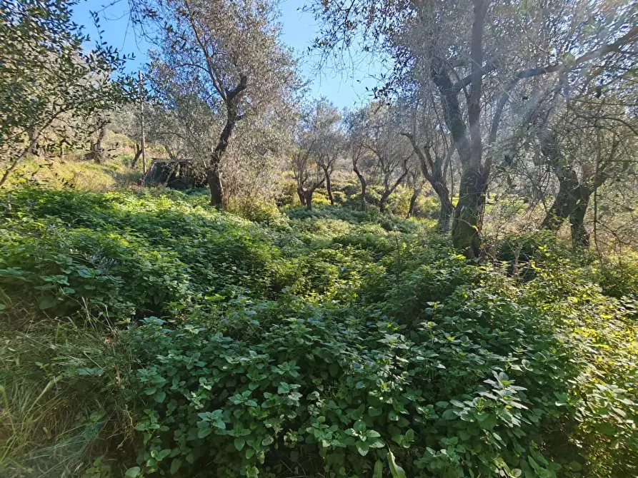 Immagine 4 di Terreno agricolo in vendita  a Sarzana