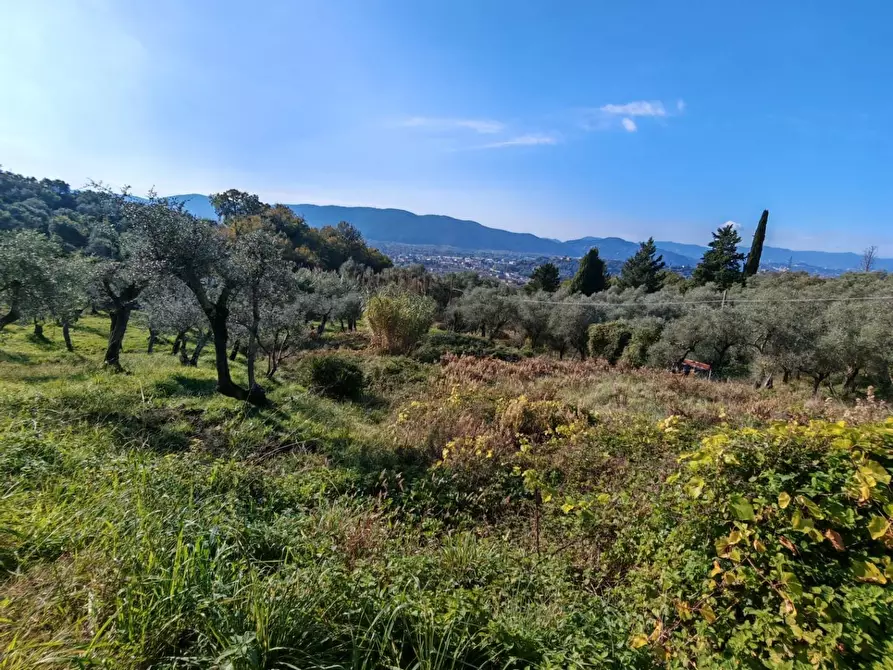 Immagine 25 di Terreno agricolo in vendita  a Sarzana