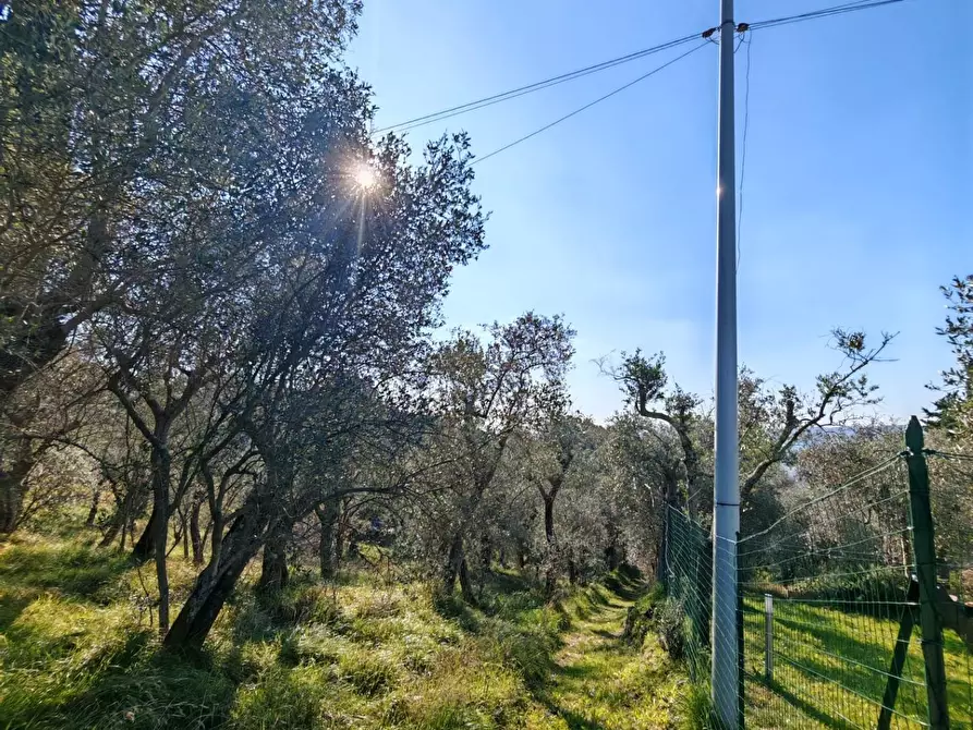 Immagine 14 di Terreno agricolo in vendita  a Sarzana