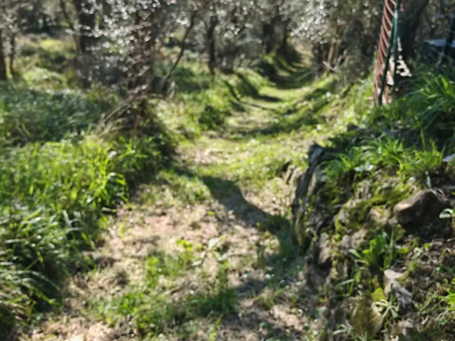 Immagine 7 di Terreno agricolo in vendita  a Sarzana