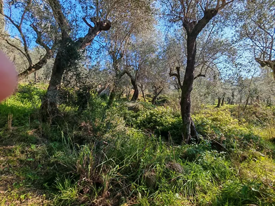 Immagine 23 di Terreno agricolo in vendita  a Sarzana