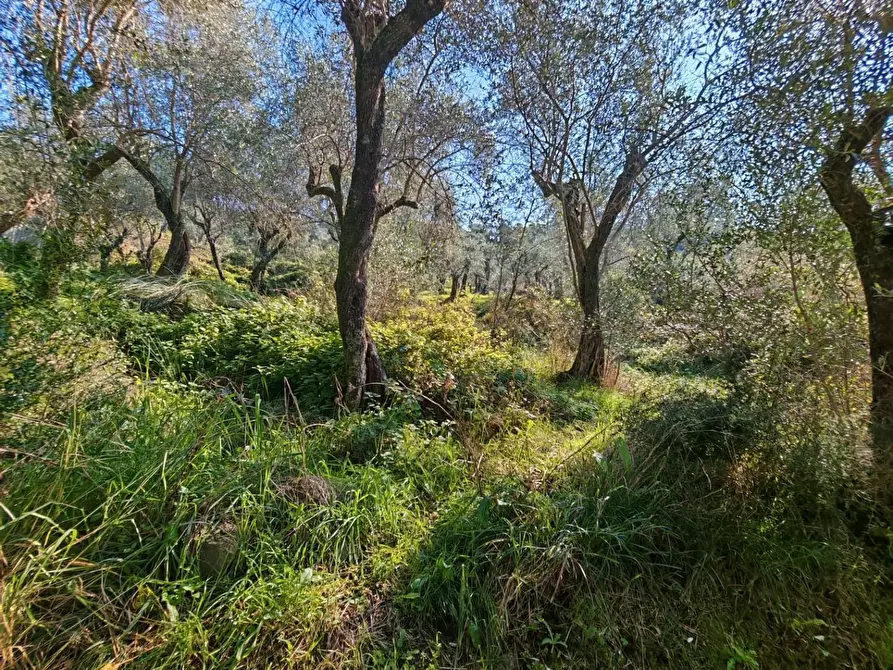 Immagine 24 di Terreno agricolo in vendita  a Sarzana