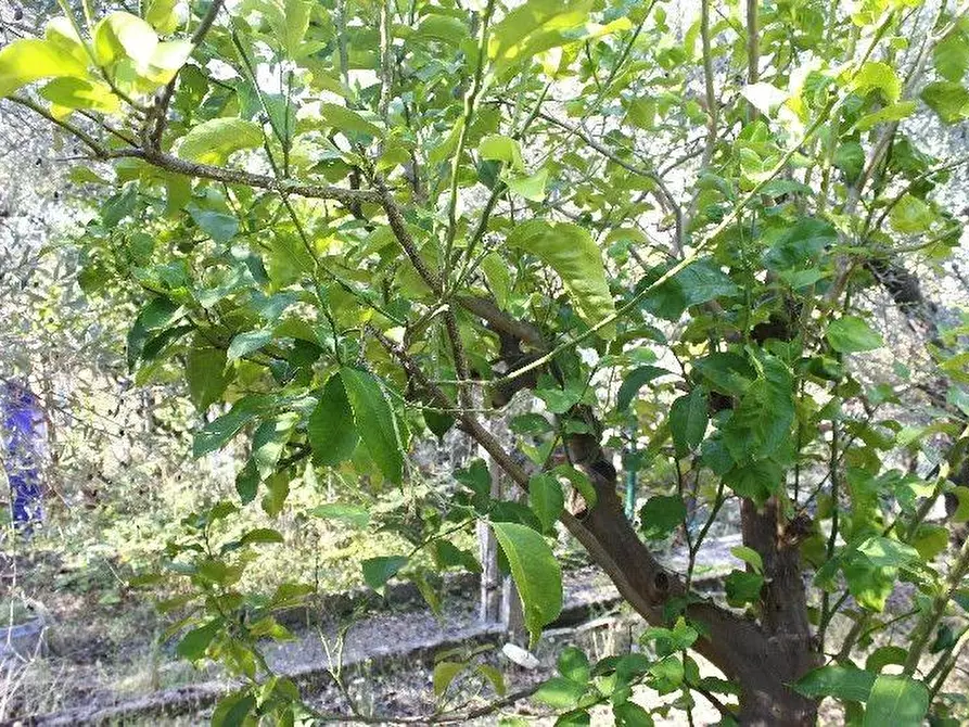 Immagine 30 di Appartamento in vendita  a Rosignano Marittimo