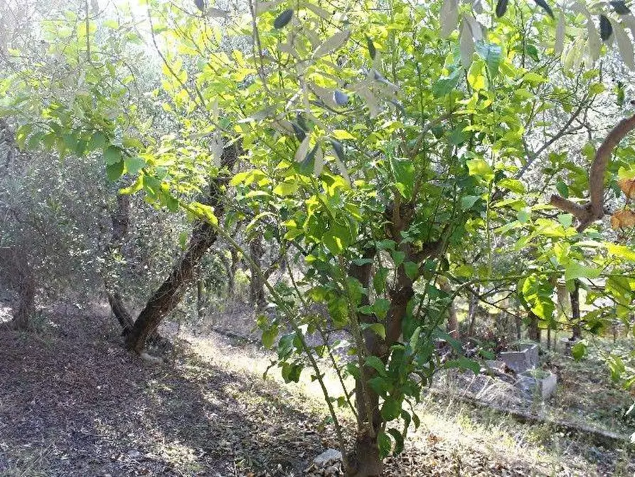 Immagine 28 di Appartamento in vendita  a Rosignano Marittimo