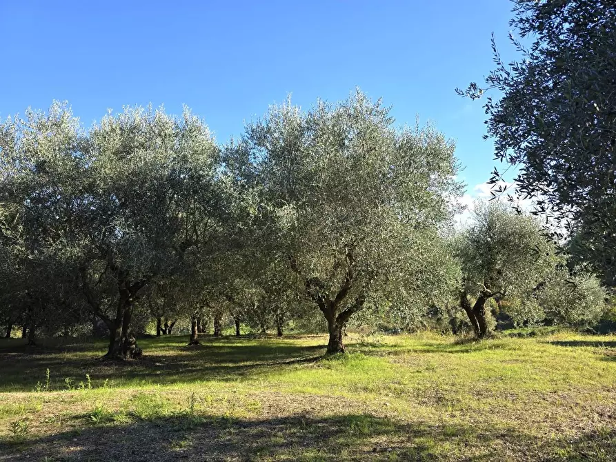 Immagine 5 di Terreno agricolo in vendita  a Colle Di Val D'elsa