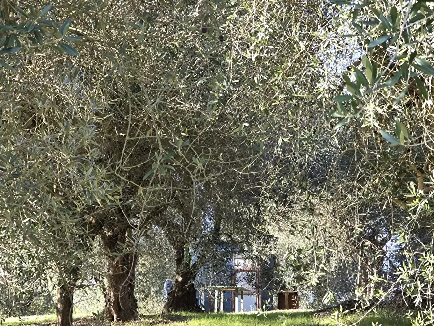 Immagine 2 di Terreno agricolo in vendita  a Colle Di Val D'elsa