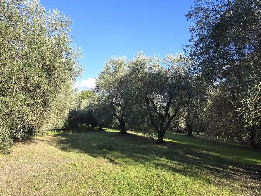 Immagine 6 di Terreno agricolo in vendita  a Colle Di Val D'elsa