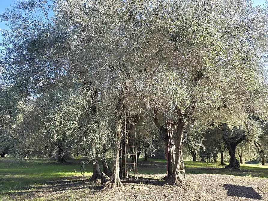 Immagine 3 di Terreno agricolo in vendita  a Colle Di Val D'elsa