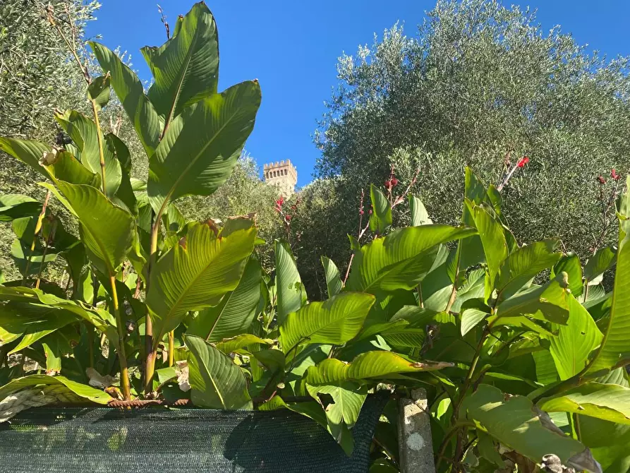 Immagine 9 di Terratetto in vendita  a San Giuliano Terme