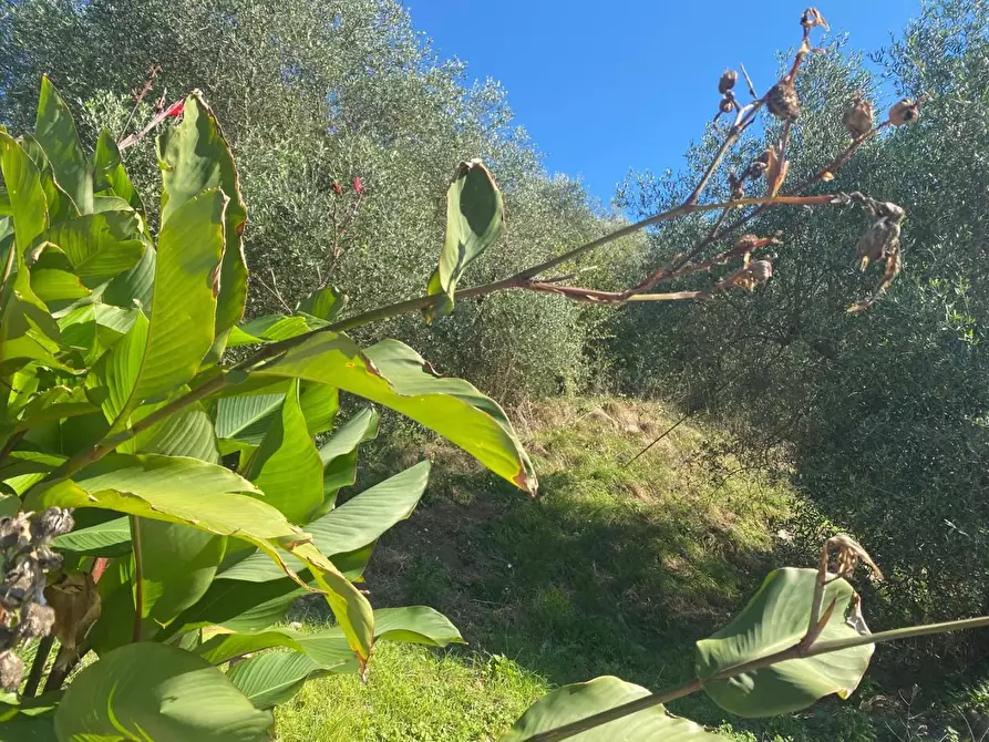 Immagine 6 di Terratetto in vendita  a San Giuliano Terme