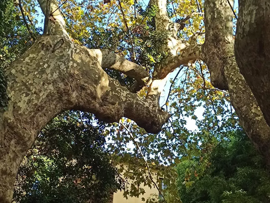 Immagine 42 di Villa in vendita  a Lucca