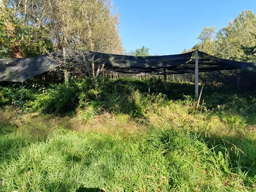 Immagine 6 di Terreno agricolo in vendita  a Capannori
