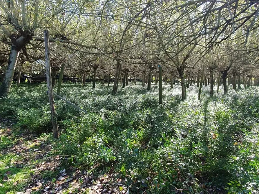 Immagine 5 di Terreno agricolo in vendita  a Capannori