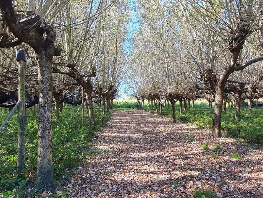 Immagine 4 di Terreno agricolo in vendita  a Capannori