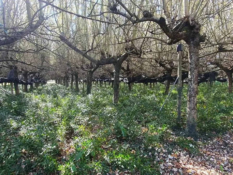 Immagine 3 di Terreno agricolo in vendita  a Capannori