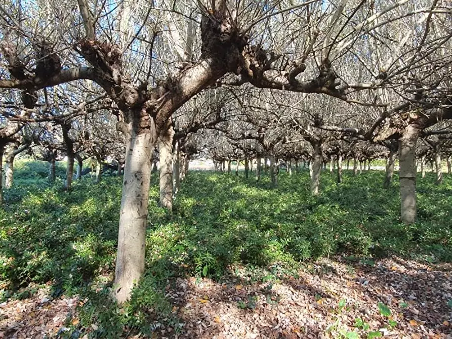 Immagine 2 di Terreno agricolo in vendita  a Capannori