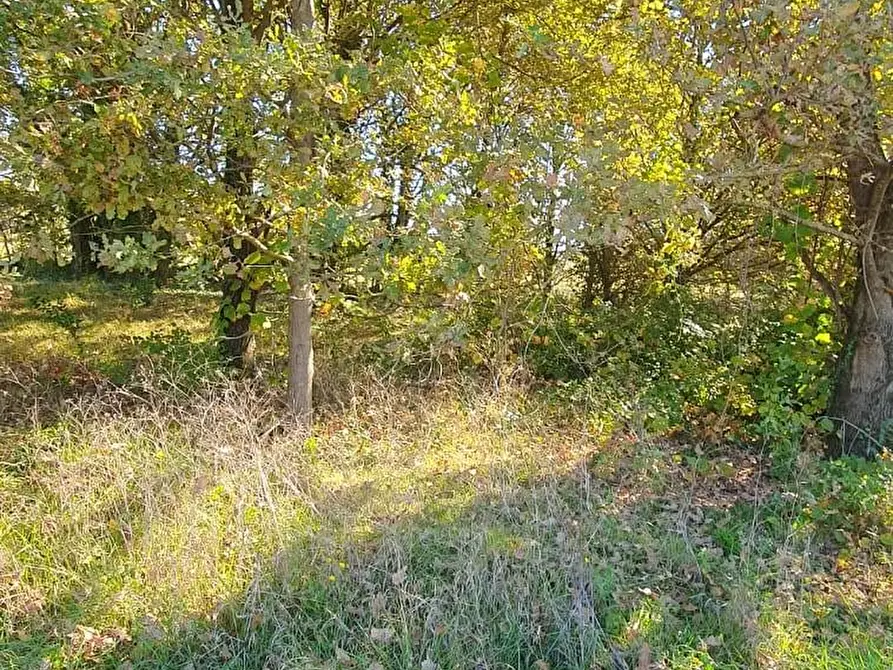 Immagine 3 di Terreno agricolo in vendita  a Capannori