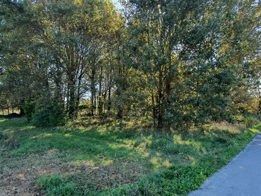 Immagine 2 di Terreno agricolo in vendita  a Capannori
