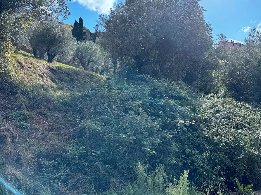 Immagine 69 di Villa in vendita  a Castagneto Carducci