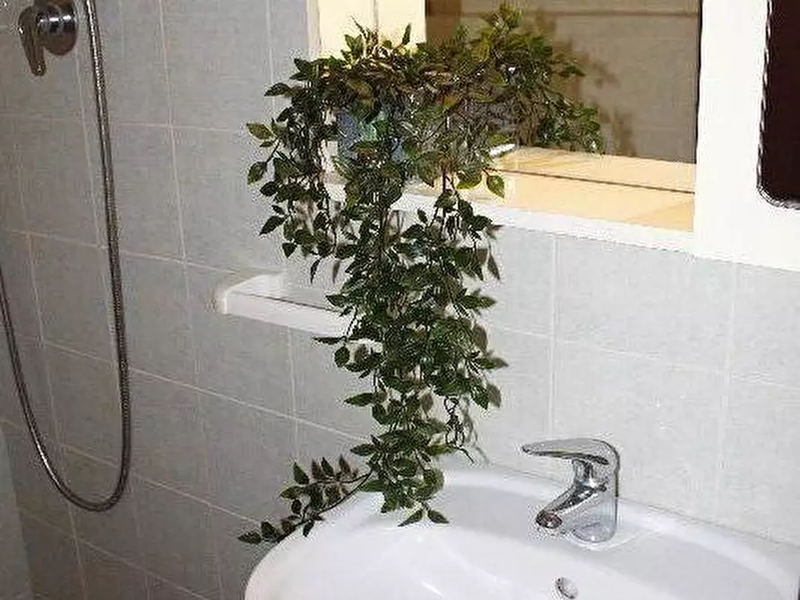 Immagine 20 di Appartamento in vendita  a Santa Luce