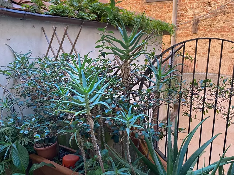 Immagine 16 di Appartamento in affitto  a Pisa