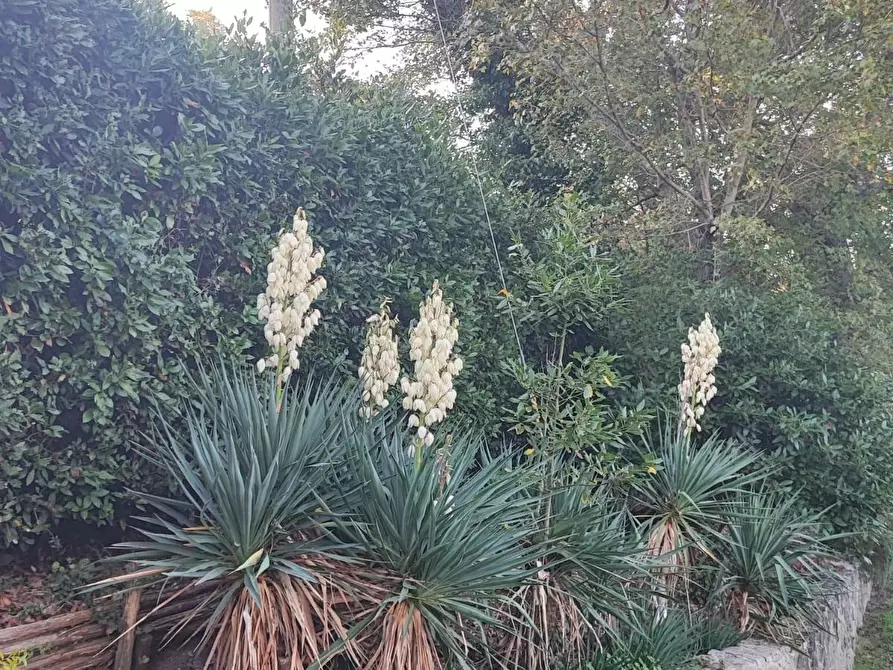 Immagine 32 di Casa colonica in vendita  a Scansano
