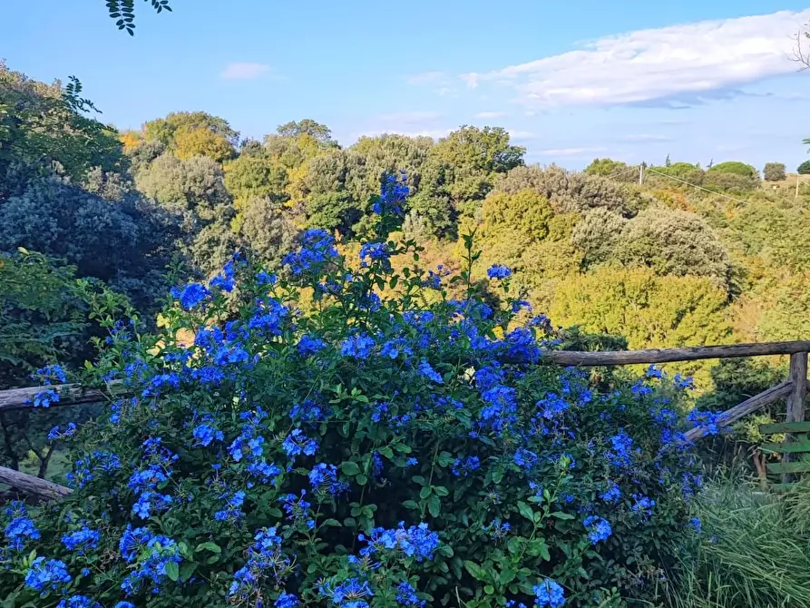 Immagine 35 di Casa colonica in vendita  a Scansano