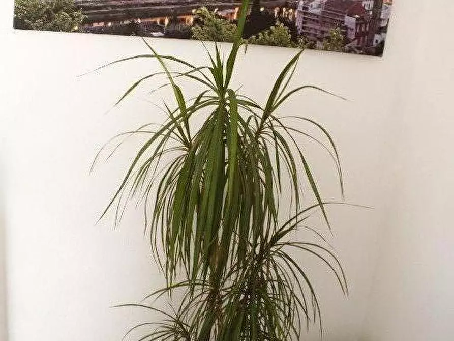 Immagine 13 di Appartamento in vendita  a Rosignano Marittimo