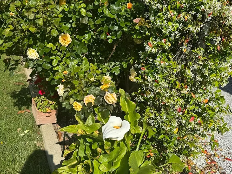 Immagine 24 di Casa indipendente in vendita  a Cascina