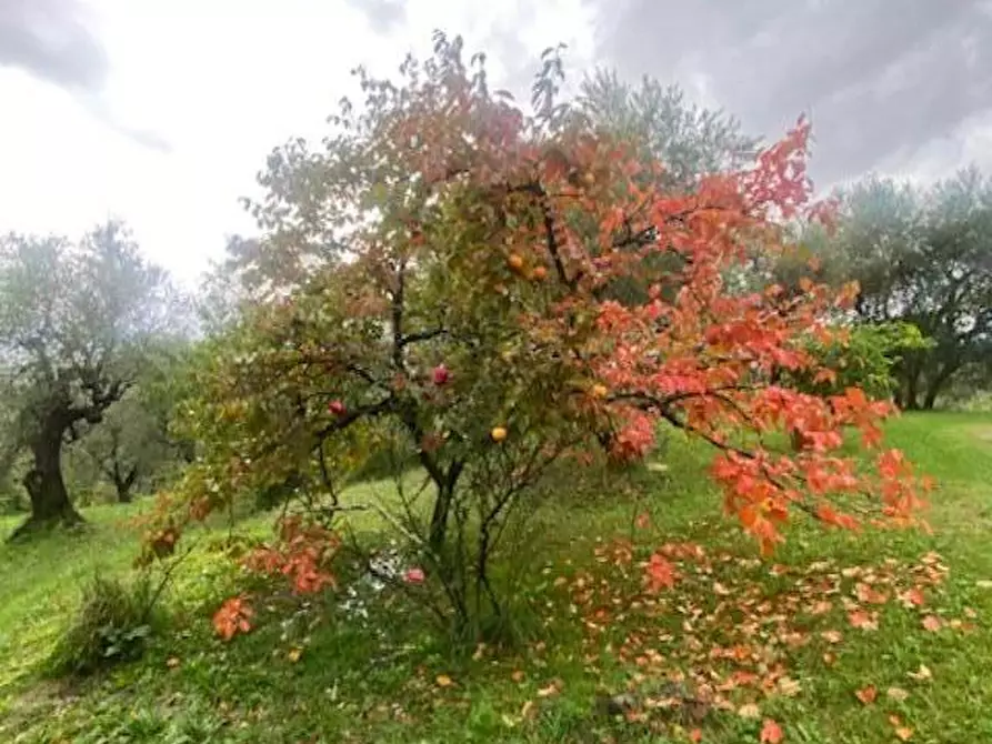Immagine 20 di Rustico / casale in vendita  a Capannori