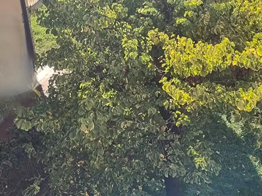 Immagine 17 di Appartamento in vendita  a Pisa