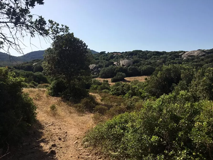 Immagine 9 di Terreno agricolo in vendita  a Luogosanto
