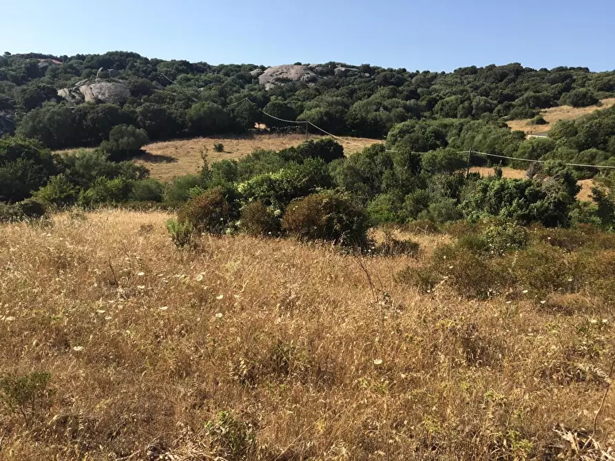 Immagine 11 di Terreno agricolo in vendita  a Luogosanto