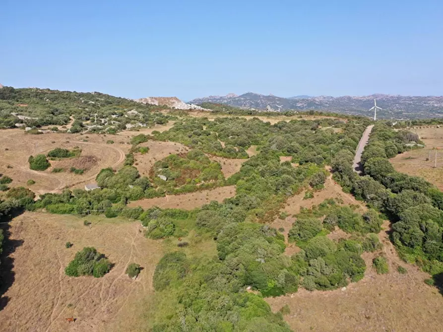 Immagine 5 di Terreno agricolo in vendita  a Luogosanto