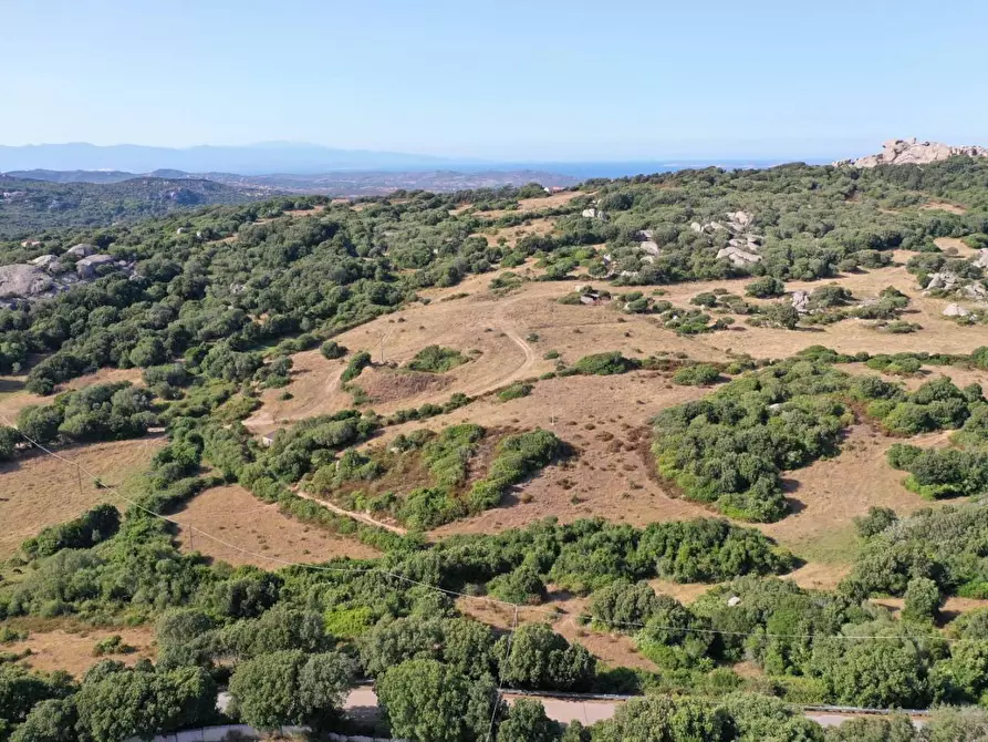 Immagine 2 di Terreno agricolo in vendita  a Luogosanto