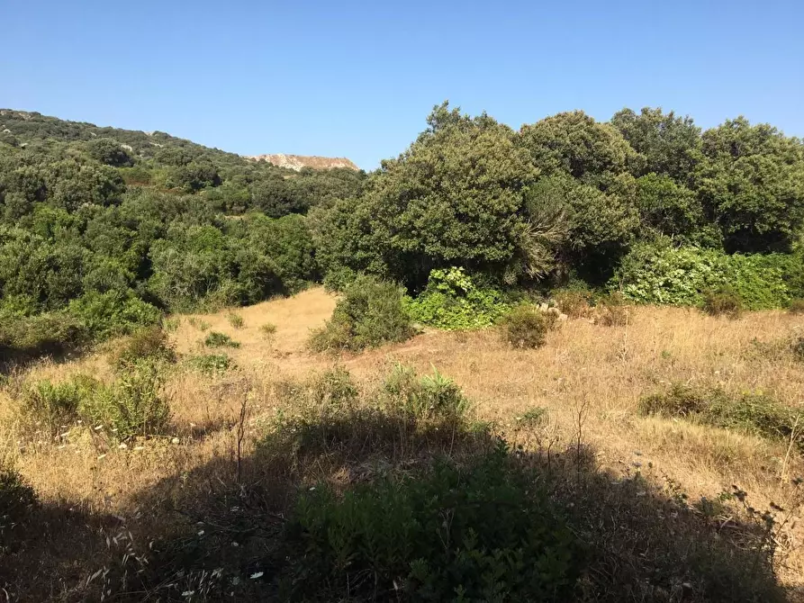 Immagine 12 di Terreno agricolo in vendita  a Luogosanto