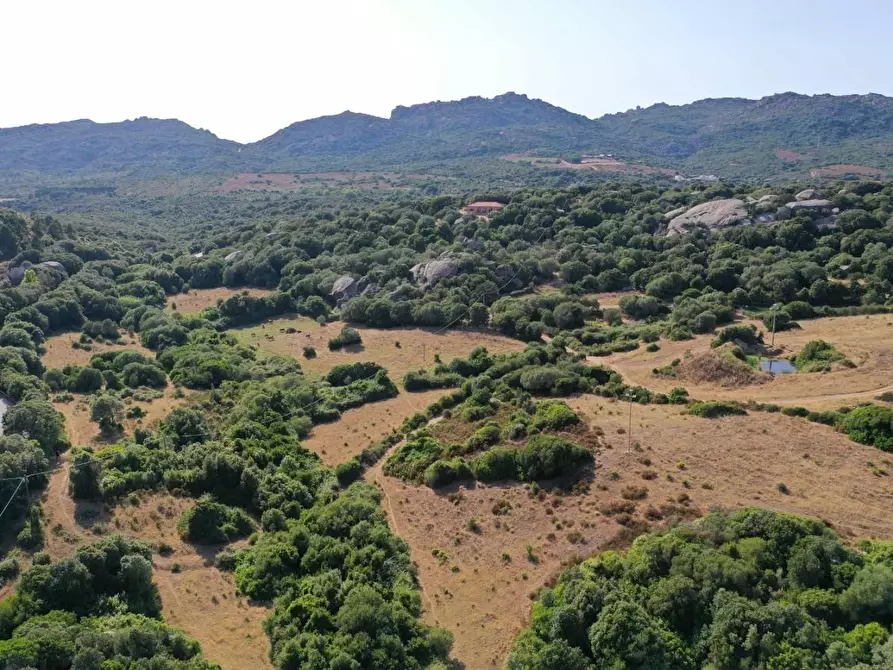 Immagine 6 di Terreno agricolo in vendita  a Luogosanto